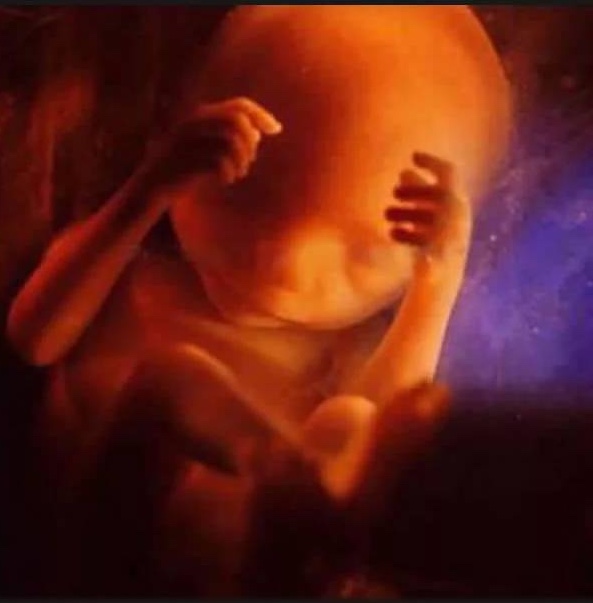 22 Stunning Pictures Depict The Stages Of Life Forming Until A Baby is Born 21