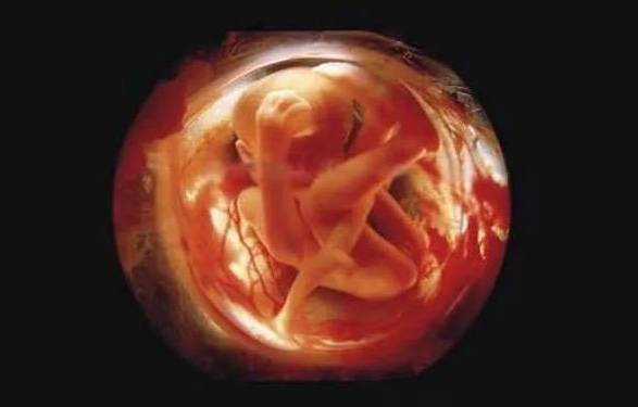 22 Stunning Pictures Depict The Stages Of Life Forming Until A Baby is Born 22